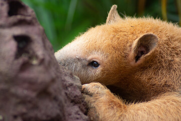 anteater eating on the termite