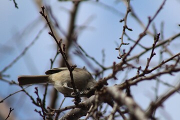bird on a branch