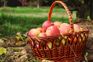Organic Organic Apples in the Basket. Orchard. Garden. Harvested red apples in a basket