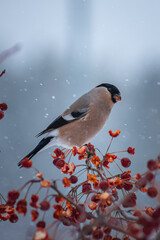 Female bullfinch bird sitting on the hawthorn branch and eating berries on a cold gray winter morning
