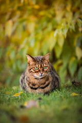 Bengal cat looks to the right and watches what happens. Tabby cat lies attentively on the grass outdoors on a sunny background.