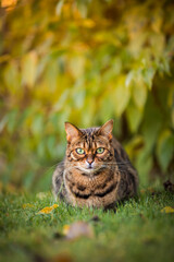 Naklejka na ściany i meble Bengal cat is looking at you and watching what is happening. Tabby cat lies attentively on the grass outdoors on a sunny background.