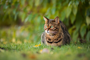 Bengal cat looks to the left and watches what happens. Tabby cat lies attentively on the grass outdoors on a autumn background.