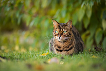 Fototapeta na wymiar Bengal cat lies attentively on the grass outdoors on a autumn background. Tabby cat looks curious and watches what is happening.