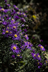 Fototapeta na wymiar Many Aster in the garden with beautiful light and empty room
