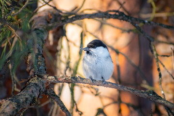 Brown-headed tit bird sits on a pine branch in spring