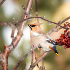 portrait of a waxwing bird sits on a branch next to rowan berries in spring