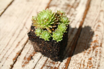 Sempervivum arachnoideum SPRITE succulent rojnik pajęczynowaty