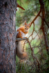 Naklejka na ściany i meble Cute red squirrel sits on a pine branch in the forest