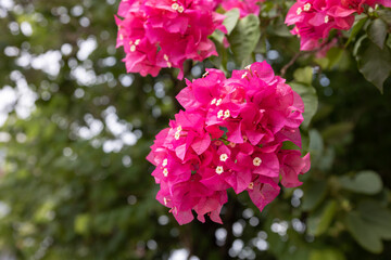 pink flowers on the tree