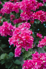pink flowers in garden
