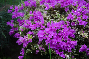 purple flowers in the garden