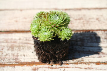 Sempervivum arachnoideum SPRITE succulent rojnik pajęczynowaty