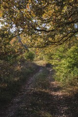 path in autumn forest