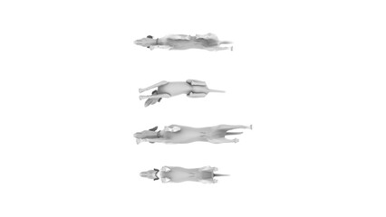 3D High Poly Dogs - SET1 Monochromatic - Bottom View 