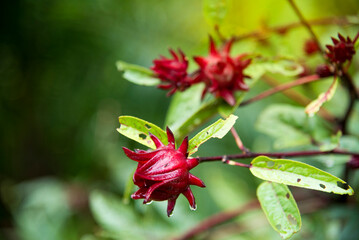 Rosella, Jamaican Sorel, Roselle, Rozelle, Sorrel, Red Sorrel, Kharkade, Karkade, Vinuela, Cabitutu,Hibiscus sabdariffa Linn
