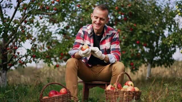 Happy mid-aged Caucasian farmer sitting on a tabouret in the garden. Smiling man looks at red apples he picked into the baskets.
