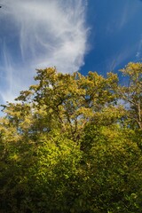 autumn in the forest
