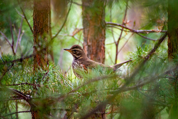 Redwing bird hides in the branches of a coniferous forest in the forest