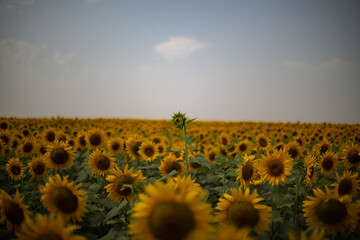 field of sunflowers