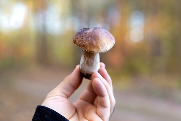 Beautiful boletus mushroom