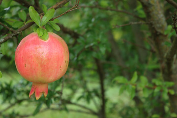 Ripe red Pomegranate fruit on branch with green leaves and copy space. Punica granatum tree with...