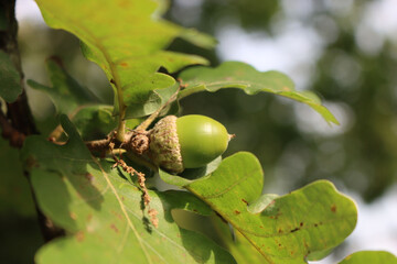 Green Acorn nuts growing on branches on summer on a sunny day. Close-up of Quercus tree with fruits