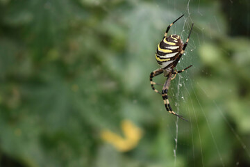 Close-up of Wasp spider  on his web with prey. Black and yellow striped Argiope bruennichi wasp spider 