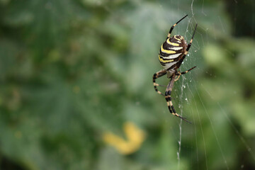 Close-up of Wasp spider  on his web with prey. Black and yellow striped Argiope bruennichi wasp spider 