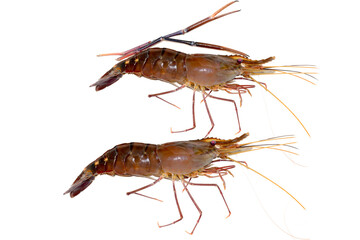 Fresh living shrimp, prawns isolated on white background