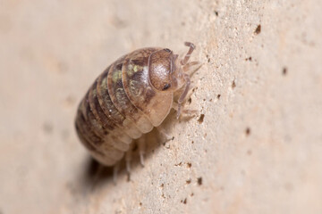 Roly poly bug, Armadillidium vulgare, climbing on a concrete floor under the sun