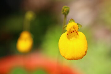 Pantofelnik dwukwiatowy Goldcap Calceolaria biflora - obrazy, fototapety, plakaty