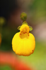Pantofelnik dwukwiatowy Goldcap Calceolaria biflora - obrazy, fototapety, plakaty
