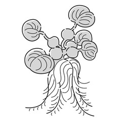 （白黒）ホテイソウのイラスト（水草）