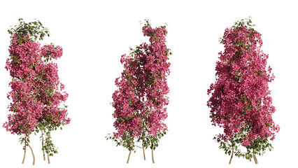 bunch of  Bougainville isolated on white, realistic 3d rendered
