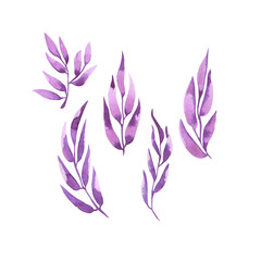Set of purple decorative leaves. Hand drawn watercolor illustration. - 539643692