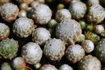 rojnik pajęczynowaty