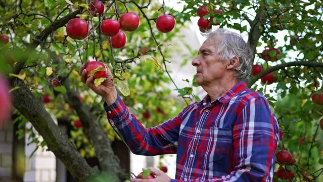 Grey-haired farmer stands under the apple tree with red ripe apples. Adult man collects the fruit armful. Blurred backdrop.