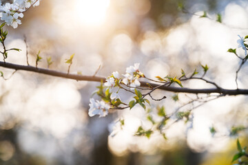 In spring, the cherry blossoms are in full bloom