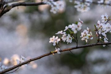 In spring, the cherry blossoms are in full bloom