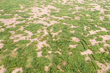 Splendid aerial photography of green wavy field