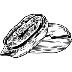Hand drawn Pecan Nuts Sketch Illustration