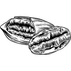 Hand drawn Pecan Nuts Sketch Illustration