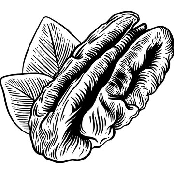 Hand drawn Pecan Nut Sketch Illustration