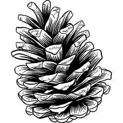 Hand drawn Pine Cone Sketch Illustration