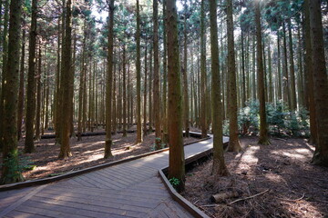 refreshing cedar forest with path
