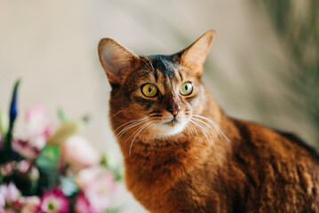 Beautiful red cat close up portrait sitting next to beautiful flowers bouquet