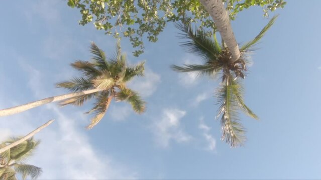 View from bottom on top of palm tree with sky, nobody. Travel destinations. Summer vacations