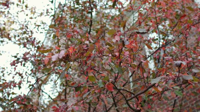 Shaking tree branch with red leafs in Marda Loop, Calgary
