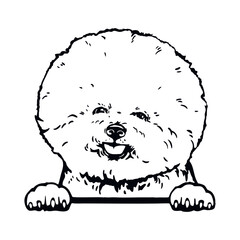 Bichon Frise - Funny Dog, Vector File, Cut Stencil for Tshirt